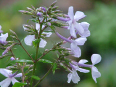 Phlox paniculata bestellen